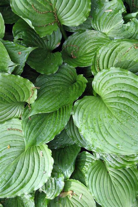 The 19 Best Hosta Varieties for a Shady Yard | Gardener’s Path