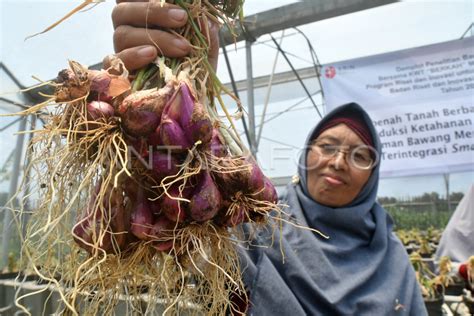 PANEN BAWANG MERAH HIDROPONIK | ANTARA Foto