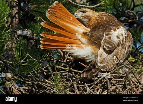 red-tailed hawk nesting Stock Photo - Alamy