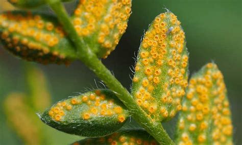 Rust Fungus Green Bean Diseases Pictures : Pea And Bean Diseases, Root ...