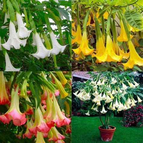 Brugmansia - Angels Trumpet Plant Collection - White, Yellow & Pink - Garden Plants | Angel ...