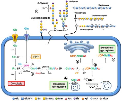 Frontiers | Biosynthetic Machinery Involved in Aberrant Glycosylation: Promising Targets for ...