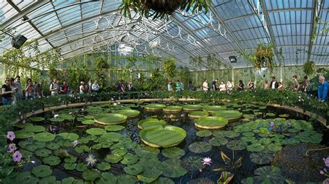 Inside the Waterlily House at Kew Gardens | Real jardin botanico ...