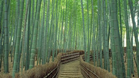 Kyoto's Sagano Bamboo Forest, one of the world's prettiest groves | CNN ...