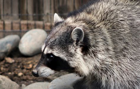 Raccoon - Lehigh Valley Zoo