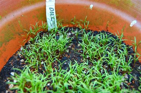 How to Grow Dill From Seeds - Plant Instructions