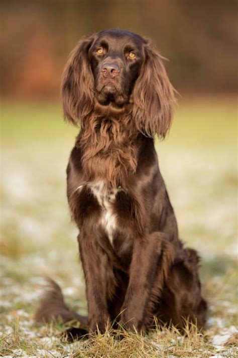 German Longhaired Pointer Dog Breed Information - American Kennel Club