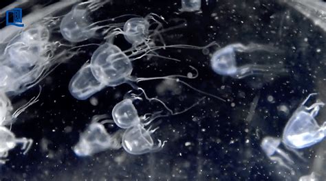 New box jellyfish species found in Hong Kong's waters – study