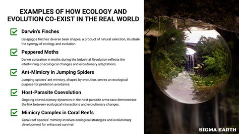 How Is Ecology And Evolution Related? - Sigma Earth