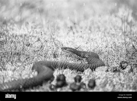 Venomous snake Black and White Stock Photos & Images - Alamy