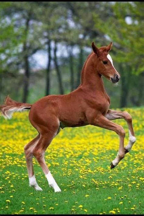 foal - a baby horse | Baby horses, Horses, Cute horses