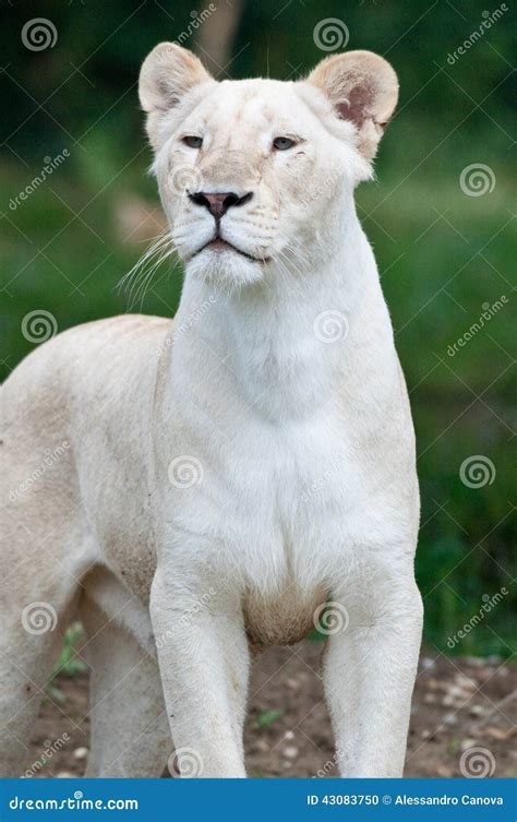 Female white lion stock photo. Image of italy, outdoor - 43083750