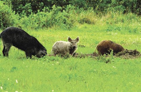 Serious wild boar infestation in Saskatchewan - Manitoba Co-operator