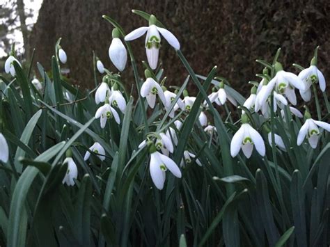 Spring-flowering bulbs to plant first this fall | The Province