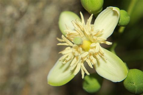 Aegle Marmelos Flower Stock Photo - Download Image Now - Alcohol - Drink, Apple - Fruit, Bael ...