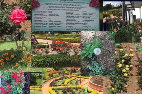 Ooty Flower Show | Rose Show | Ooty Government Rose Garden | Government Botanical Garden