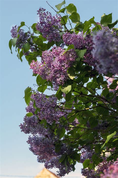 How to prune lilac | Homes & Gardens