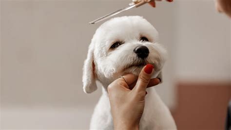 DIY Dog Grooming At Home: 8 Essential Steps