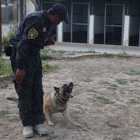 DVIDS - Images - Major Terrorism K-9 Unit dog training [Image 1 of 8]