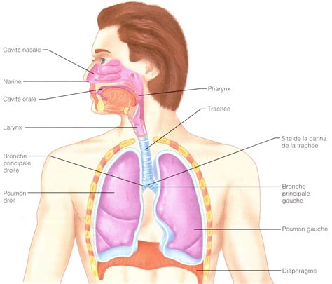 Le système respiratoire | Les systèmes circulatoire et respiratoire