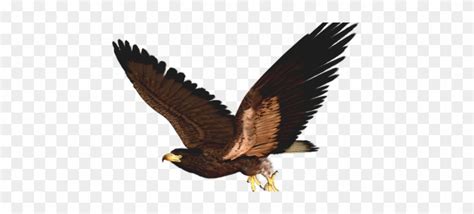 Hawk Flying Clip Art - Hawk Clipart Png - Free Transparent PNG Clipart Images Download