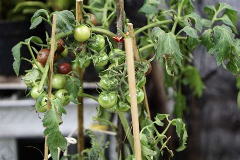 How to Grow Cherry Tomatoes