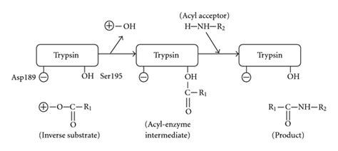 Peptide Hydrolysis Mechanism