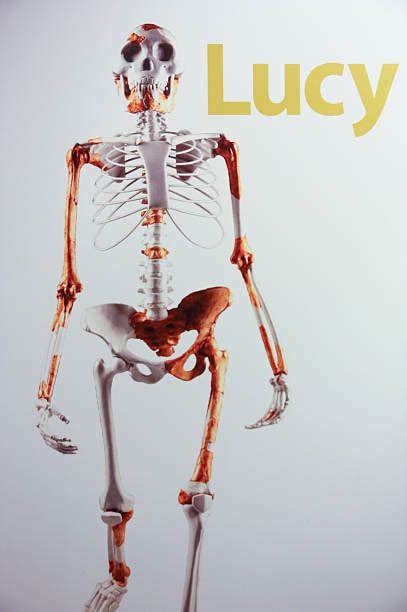 690+ Primate Skeleton Stock Photos, Pictures & Royalty-Free Images - iStock