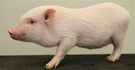 Do Pet Pigs Interact With Their Owners Like Dogs? | RealClearScience