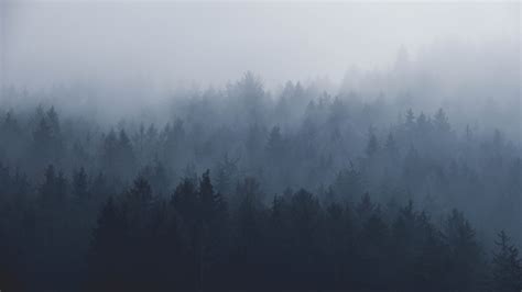 Download wallpaper 2560x1440 misty day, fog, nature, trees, dual wide 16:9 2560x1440 hd ...