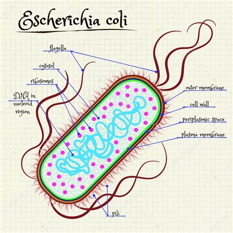 La estructura de Escherichia coli Vector de stock por ©Silbervogel 78210262