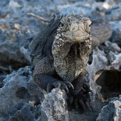 Cuban Rock Iguana - Facts, Diet, Habitat & Pictures on Animalia.bio