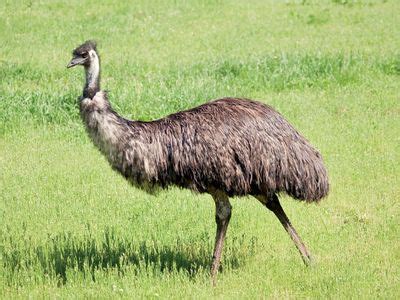 emu | Description, Habitat, Diet, Height, Speed, & Facts | Britannica