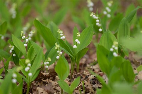 Lily of the valleyは俺の嫁(全画像表示)