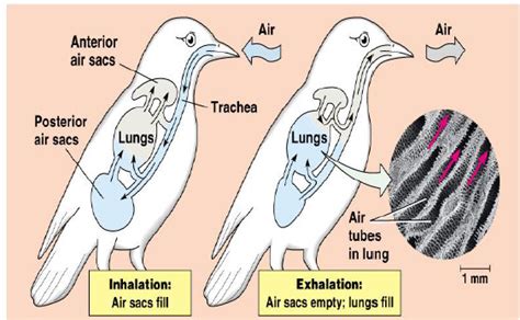 Describe avian respiratory system