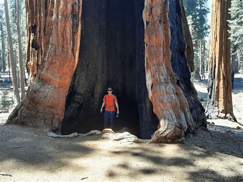 Biggest Tree On Earth