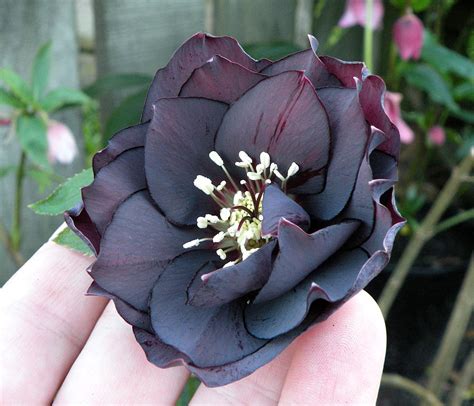 THE BLACK HELLEBORE |The Garden of Eaden