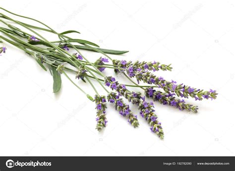 Lavender bouquet on white. Stock Photo by ©Vitaina 192782090