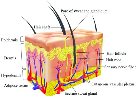 Subcutaneous Layer Hypodermis