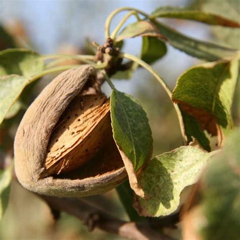 Almond Trees For Sale - Bare Root Nut Trees