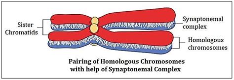 what is synaptonemal complex - Brainly.in