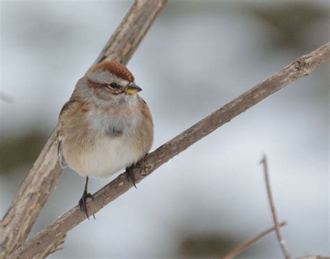 Northeast Ohio weather forecast: Colder with rain - cleveland.com