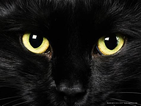 Black Cats wallpaper | 1600x1200 | #74502