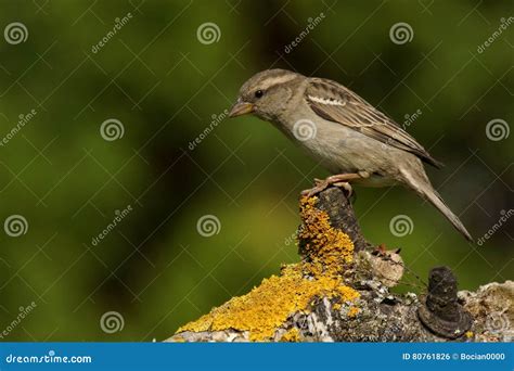 Passer Montanus Tree Sparrow Stock Photo - Image of small, sparrow: 80761826