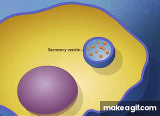 Endocytosis and Exocytosis HD Animation on Make a GIF