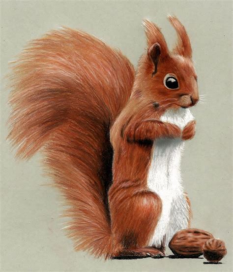 Cute Squirrel Drawing with Colored Pencils by JasminaSusak on DeviantArt