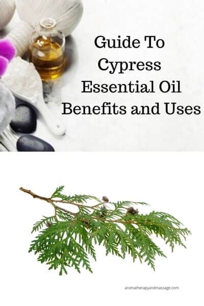 Cypress Essential Oil Benefits and Uses In Aromatherapy