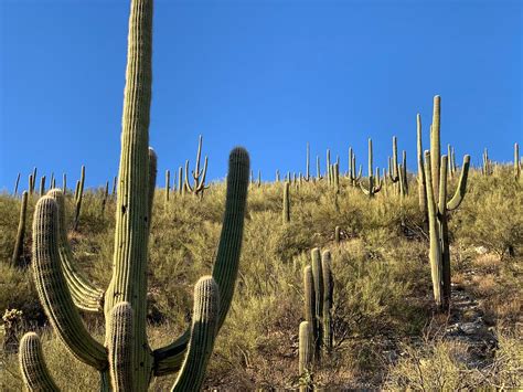 THE 10 BEST Tucson Hiking Trails (2024) - Tripadvisor