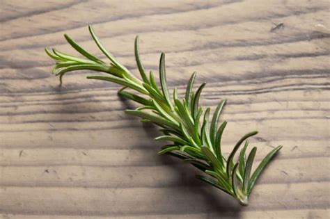 Rosemary Symbolism and Meaning (Faith and Love)