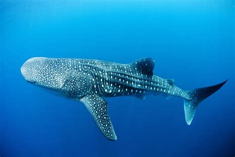 5 Interesting Facts About Whale Sharks | Hayden's Animal Facts